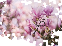 Bokeh, Flowers, Magnolia