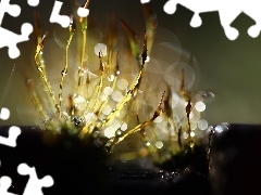 mosses, blades, Bokeh, lichens