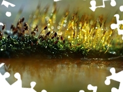 mosses, Close, Bokeh, lichens