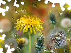 nuns, Achenes, Bokeh, dandelions