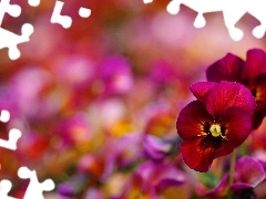 Bokeh, claret, pansies