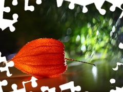 Bokeh, physalis, plant