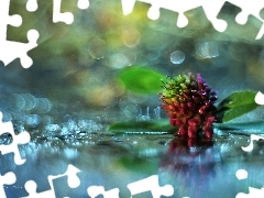 trefoil, Colourfull Flowers, Bokeh, Pink