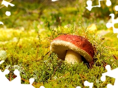 boletus, Mushrooms, Moss