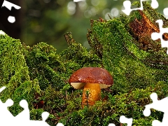 Mushrooms, Moss, rapprochement, boletus