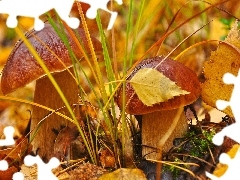 robust, boletus