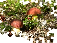 forest, beatyfull, boletus, Two cars