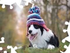 Meadow, Puppy, Bonnet, Border Collie