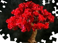 Red, sapling, Bonsai, Bougainvillea