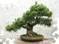 sapling, Bonsai