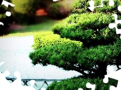 Bonsai, Park, sapling