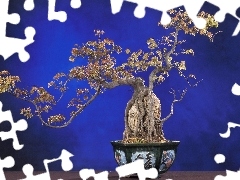 Bonsai, pot, sapling