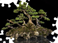 Bonsai, Thumbnail, an, Rock, trees