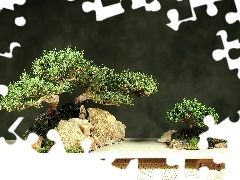 Bonsai