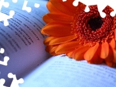 Book, Orange, Gerbera