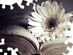 Gerbera, Book