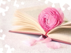 Pink, Spread, Book, rose