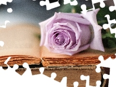 Books, Violet, rose