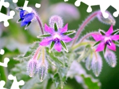 borage, Pink, Flowers