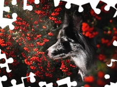 Bush, cotoneaster, muzzle, Border Collie, dog