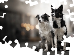 fuzzy, background, Dogs, Border Collie, Two cars