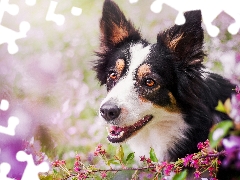 Flowers, pinto, Border Collie