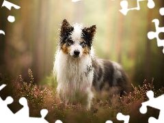 heathers, dog, Border Collie