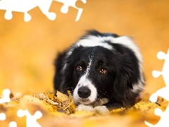 Leaf, lying, Border Collie