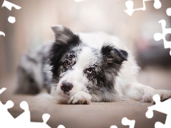 muzzle, dog, Border Collie