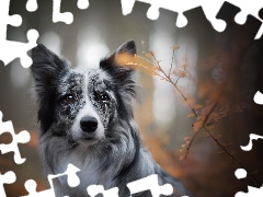 Plants, dog, Border Collie