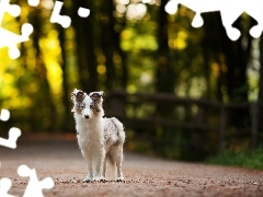 Border Collie, Way