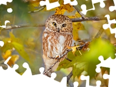 branch pics, Leaf, Boreal Owl, trees, owl