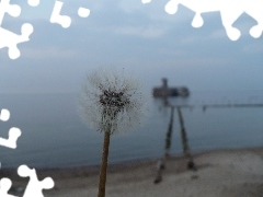 sow-thistle, Baba, Bottoms, Beaches