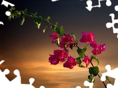 Bougainvillea, twig, Flowers