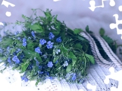 bouquet, Blue, flowers