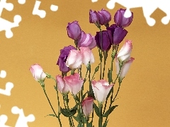 Eustoma, bouquet