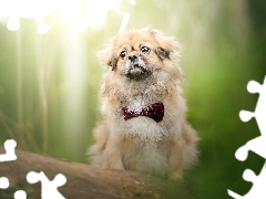 dog, red hot, bow tie, pekinese