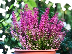 bowl, Pink, heathers