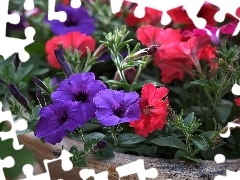 Red, petunias, bowl, purple