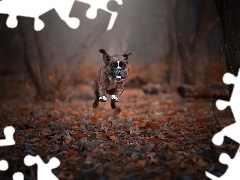 boxer, Leaf, running