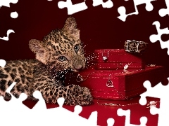 Boxes, small, Leopards
