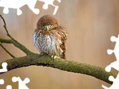 Bird, Eurasian Pygmy Owl, branch, owl