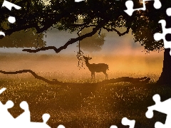 grass, Fog, trees, branch pics, deer