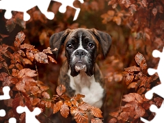 Leaf, boxer, branch pics