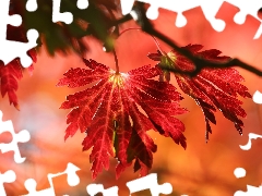 trees, branch, Leaf, maple, Red