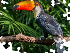 branch, Bird, Toucan