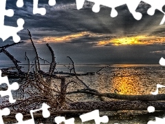 west, sea, branches, sun