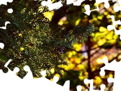 trees, branch, light breaking through sky, thuja