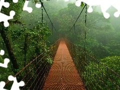 jungle, bridge