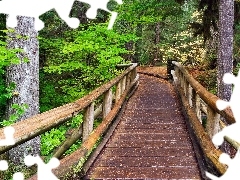 bridge, forest, wooden